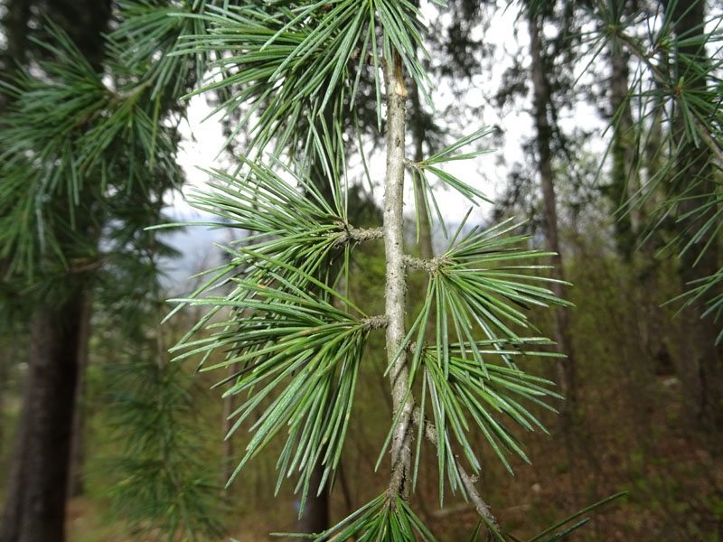 Cedrus deodara ?